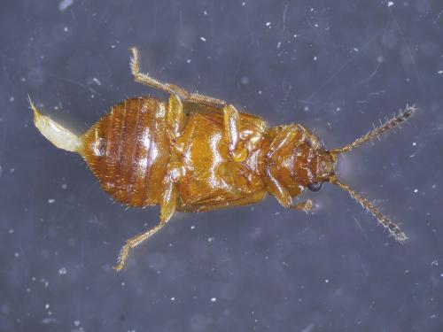 Réf. 348 947 : Eusphalerum luteum